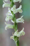 Greenvein ladies tresses